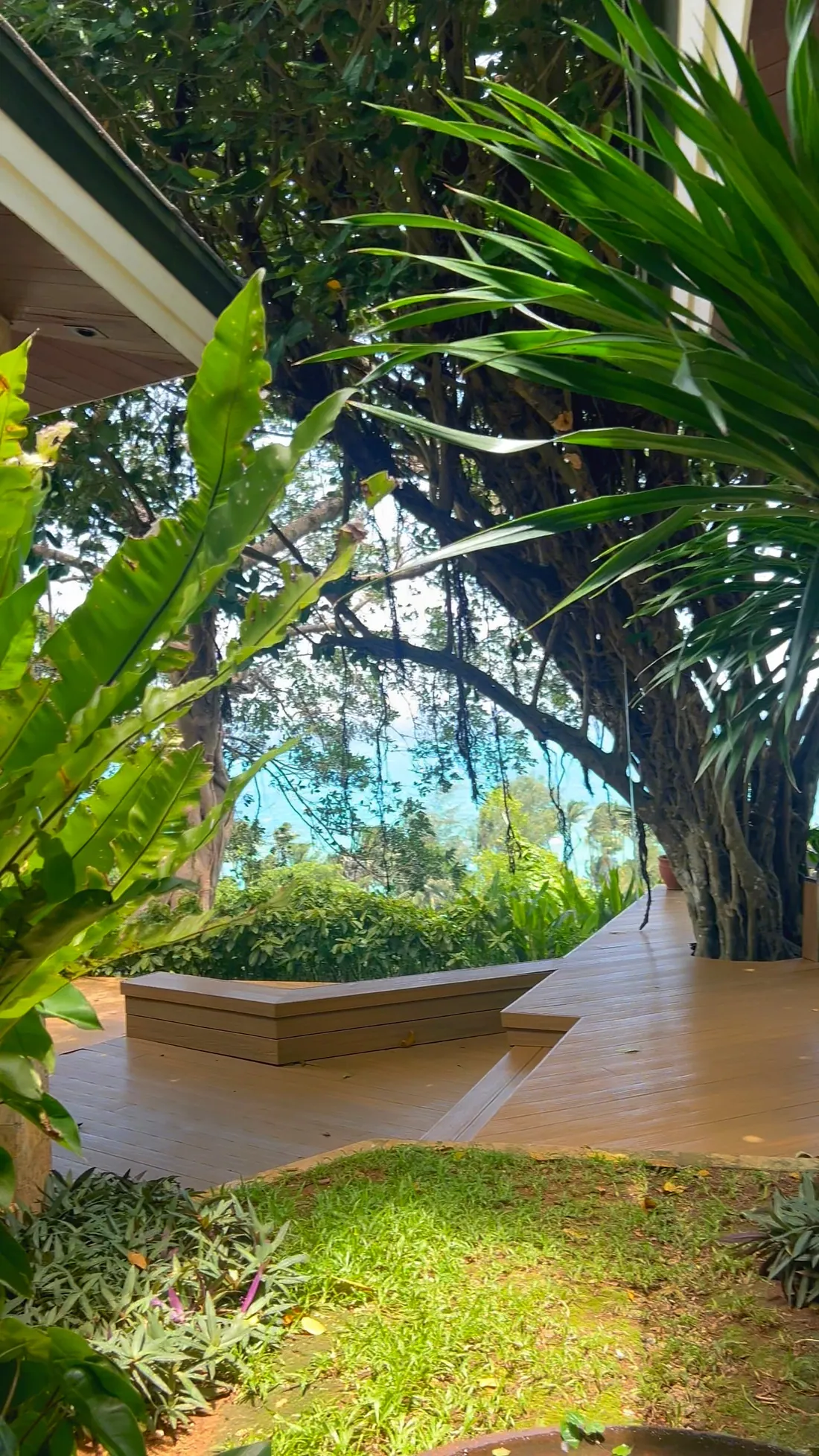 Wooden deck beneath an old tree, facing the sea